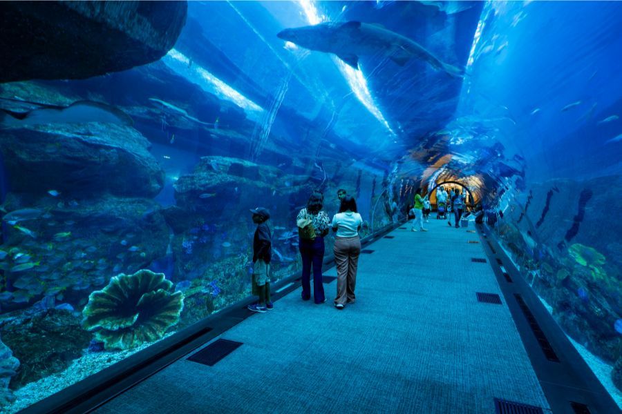 Dubai aquarium and underwater zoo