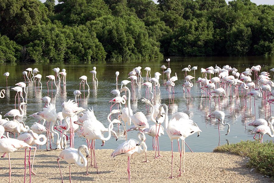 Ras Al Khor Wildlife Sanctuary